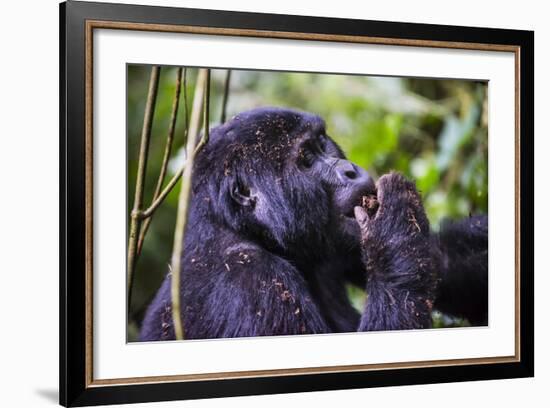 Mountain Gorilla (Gorilla Beringei Beringei) in the Bwindi Impenetrable National Park-Michael-Framed Photographic Print