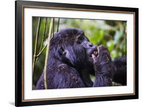 Mountain Gorilla (Gorilla Beringei Beringei) in the Bwindi Impenetrable National Park-Michael-Framed Photographic Print