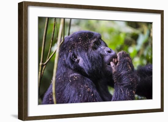 Mountain Gorilla (Gorilla Beringei Beringei) in the Bwindi Impenetrable National Park-Michael-Framed Photographic Print