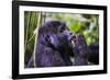 Mountain Gorilla (Gorilla Beringei Beringei) in the Bwindi Impenetrable National Park-Michael-Framed Photographic Print