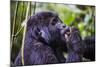 Mountain Gorilla (Gorilla Beringei Beringei) in the Bwindi Impenetrable National Park-Michael-Mounted Photographic Print