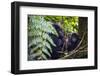 Mountain Gorilla (Gorilla Beringei Beringei) in the Bwindi Impenetrable National Park-Michael-Framed Photographic Print