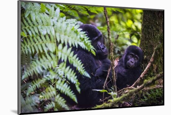 Mountain Gorilla (Gorilla Beringei Beringei) in the Bwindi Impenetrable National Park-Michael-Mounted Photographic Print