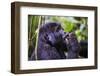 Mountain Gorilla (Gorilla Beringei Beringei) in the Bwindi Impenetrable National Park-Michael-Framed Photographic Print