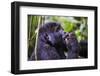 Mountain Gorilla (Gorilla Beringei Beringei) in the Bwindi Impenetrable National Park-Michael-Framed Photographic Print