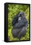 Mountain Gorilla (Gorilla Beringei Beringei), Virunga National Park, Rwanda, Africa-Michael Runkel-Framed Stretched Canvas