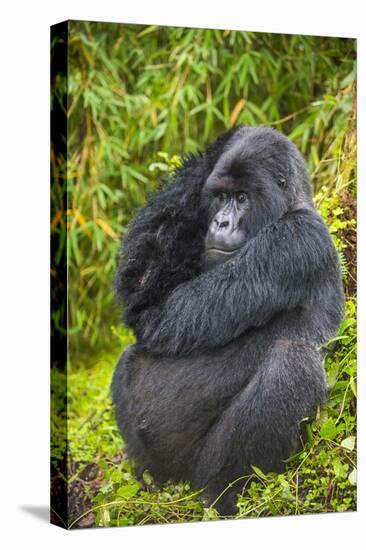 Mountain Gorilla (Gorilla Beringei Beringei), Virunga National Park, Rwanda, Africa-Michael Runkel-Stretched Canvas