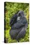 Mountain Gorilla (Gorilla Beringei Beringei), Virunga National Park, Rwanda, Africa-Michael Runkel-Stretched Canvas