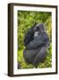 Mountain Gorilla (Gorilla Beringei Beringei), Virunga National Park, Rwanda, Africa-Michael Runkel-Framed Photographic Print