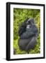 Mountain Gorilla (Gorilla Beringei Beringei), Virunga National Park, Rwanda, Africa-Michael Runkel-Framed Photographic Print