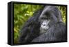 Mountain Gorilla (Gorilla Beringei Beringei), Virunga National Park, Rwanda, Africa-Michael Runkel-Framed Stretched Canvas