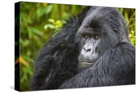 Mountain Gorilla (Gorilla Beringei Beringei), Virunga National Park, Rwanda, Africa-Michael Runkel-Stretched Canvas