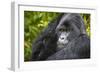 Mountain Gorilla (Gorilla Beringei Beringei), Virunga National Park, Rwanda, Africa-Michael Runkel-Framed Photographic Print