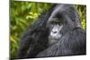 Mountain Gorilla (Gorilla Beringei Beringei), Virunga National Park, Rwanda, Africa-Michael Runkel-Mounted Photographic Print