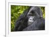 Mountain Gorilla (Gorilla Beringei Beringei), Virunga National Park, Rwanda, Africa-Michael Runkel-Framed Photographic Print