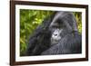 Mountain Gorilla (Gorilla Beringei Beringei), Virunga National Park, Rwanda, Africa-Michael Runkel-Framed Photographic Print