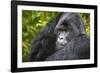 Mountain Gorilla (Gorilla Beringei Beringei), Virunga National Park, Rwanda, Africa-Michael Runkel-Framed Photographic Print