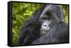 Mountain Gorilla (Gorilla Beringei Beringei), Virunga National Park, Rwanda, Africa-Michael Runkel-Framed Stretched Canvas