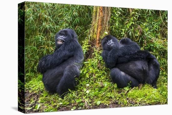 Mountain Gorilla (Gorilla Beringei Beringei), Virunga National Park, Rwanda, Africa-Michael Runkel-Stretched Canvas