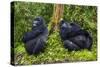 Mountain Gorilla (Gorilla Beringei Beringei), Virunga National Park, Rwanda, Africa-Michael Runkel-Stretched Canvas