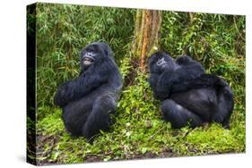 Mountain Gorilla (Gorilla Beringei Beringei), Virunga National Park, Rwanda, Africa-Michael Runkel-Stretched Canvas