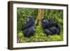 Mountain Gorilla (Gorilla Beringei Beringei), Virunga National Park, Rwanda, Africa-Michael Runkel-Framed Photographic Print