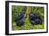 Mountain Gorilla (Gorilla Beringei Beringei), Virunga National Park, Rwanda, Africa-Michael Runkel-Framed Photographic Print