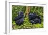 Mountain Gorilla (Gorilla Beringei Beringei), Virunga National Park, Rwanda, Africa-Michael Runkel-Framed Photographic Print