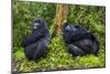 Mountain Gorilla (Gorilla Beringei Beringei), Virunga National Park, Rwanda, Africa-Michael Runkel-Mounted Photographic Print