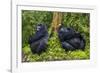 Mountain Gorilla (Gorilla Beringei Beringei), Virunga National Park, Rwanda, Africa-Michael Runkel-Framed Photographic Print