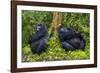 Mountain Gorilla (Gorilla Beringei Beringei), Virunga National Park, Rwanda, Africa-Michael Runkel-Framed Photographic Print