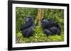 Mountain Gorilla (Gorilla Beringei Beringei), Virunga National Park, Rwanda, Africa-Michael Runkel-Framed Photographic Print