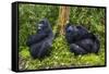 Mountain Gorilla (Gorilla Beringei Beringei), Virunga National Park, Rwanda, Africa-Michael Runkel-Framed Stretched Canvas