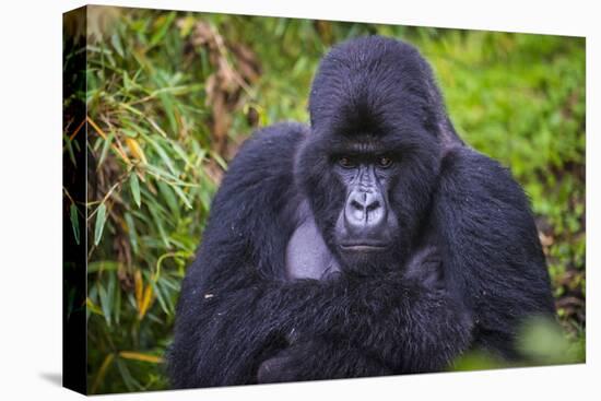 Mountain Gorilla (Gorilla Beringei Beringei), Virunga National Park, Rwanda, Africa-Michael Runkel-Stretched Canvas