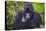 Mountain Gorilla (Gorilla Beringei Beringei), Virunga National Park, Rwanda, Africa-Michael Runkel-Stretched Canvas