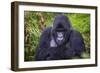 Mountain Gorilla (Gorilla Beringei Beringei), Virunga National Park, Rwanda, Africa-Michael Runkel-Framed Photographic Print