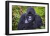 Mountain Gorilla (Gorilla Beringei Beringei), Virunga National Park, Rwanda, Africa-Michael Runkel-Framed Photographic Print