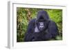 Mountain Gorilla (Gorilla Beringei Beringei), Virunga National Park, Rwanda, Africa-Michael Runkel-Framed Photographic Print