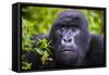 Mountain Gorilla (Gorilla Beringei Beringei), Virunga National Park, Rwanda, Africa-Michael Runkel-Framed Stretched Canvas