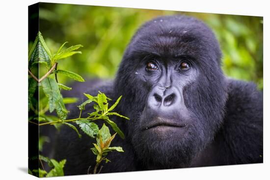 Mountain Gorilla (Gorilla Beringei Beringei), Virunga National Park, Rwanda, Africa-Michael Runkel-Stretched Canvas