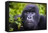 Mountain Gorilla (Gorilla Beringei Beringei), Virunga National Park, Rwanda, Africa-Michael Runkel-Framed Stretched Canvas