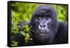 Mountain Gorilla (Gorilla Beringei Beringei), Virunga National Park, Rwanda, Africa-Michael Runkel-Framed Stretched Canvas