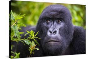 Mountain Gorilla (Gorilla Beringei Beringei), Virunga National Park, Rwanda, Africa-Michael Runkel-Stretched Canvas