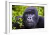 Mountain Gorilla (Gorilla Beringei Beringei), Virunga National Park, Rwanda, Africa-Michael Runkel-Framed Photographic Print