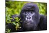 Mountain Gorilla (Gorilla Beringei Beringei), Virunga National Park, Rwanda, Africa-Michael Runkel-Mounted Photographic Print