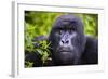 Mountain Gorilla (Gorilla Beringei Beringei), Virunga National Park, Rwanda, Africa-Michael Runkel-Framed Photographic Print