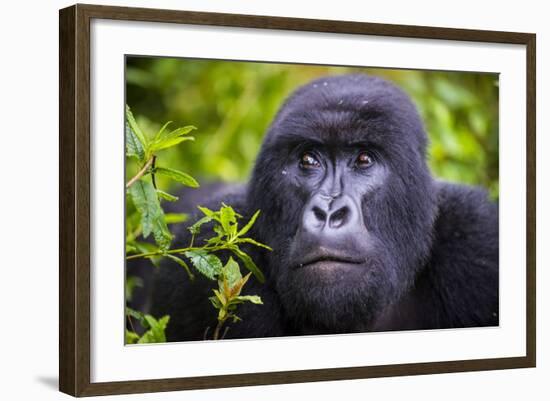 Mountain Gorilla (Gorilla Beringei Beringei), Virunga National Park, Rwanda, Africa-Michael Runkel-Framed Photographic Print