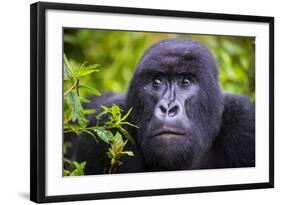 Mountain Gorilla (Gorilla Beringei Beringei), Virunga National Park, Rwanda, Africa-Michael Runkel-Framed Photographic Print