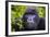 Mountain Gorilla (Gorilla Beringei Beringei), Virunga National Park, Rwanda, Africa-Michael Runkel-Framed Photographic Print