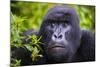 Mountain Gorilla (Gorilla Beringei Beringei), Virunga National Park, Rwanda, Africa-Michael Runkel-Mounted Photographic Print